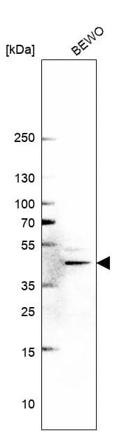 Western Blot METTL8 Antibody - BSA Free