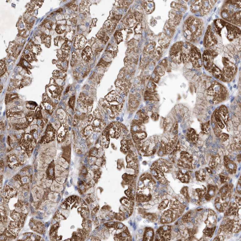 Immunohistochemistry METTL8 Antibody - BSA Free