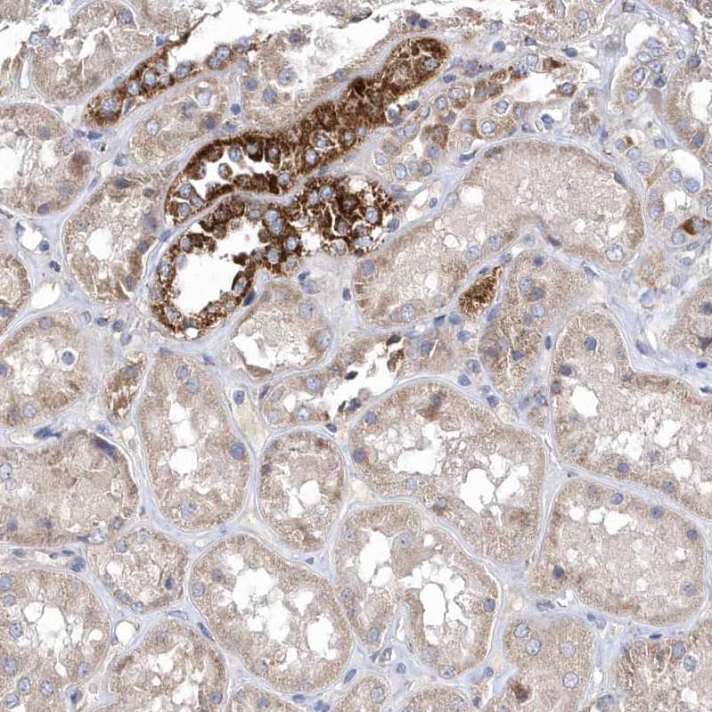 Immunohistochemistry METTL8 Antibody - BSA Free