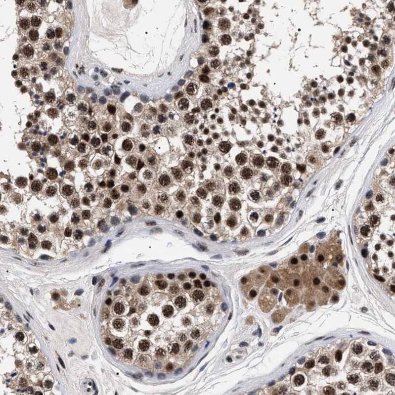 Staining of human testis shows moderate nuclear positivity in cells in seminiferous ducts.