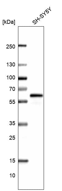Analysis in human cell line SH-SY5Y.