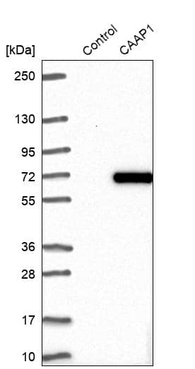 Analysis in control (vector only transfected HEK293T lysate) and CAAP1 over-expression lysate (Co-expressed with a C-terminal myc-DDK tag (~3.1 kDa) in mammalian HEK293T cells).