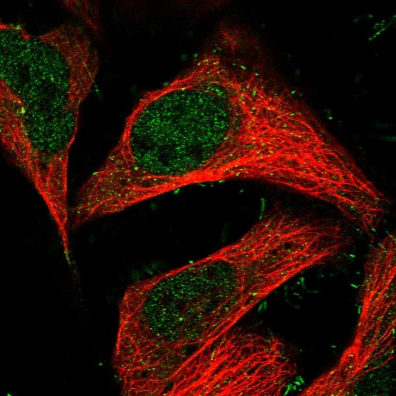 Staining of human cell line U-2 OS shows localization to nucleoplasm & plasma membrane.