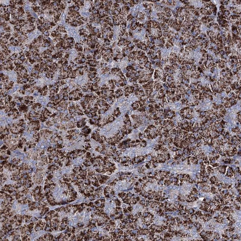 Staining of human pancreas shows strong granular cytoplasmic positivity in exocrine glandular cells.