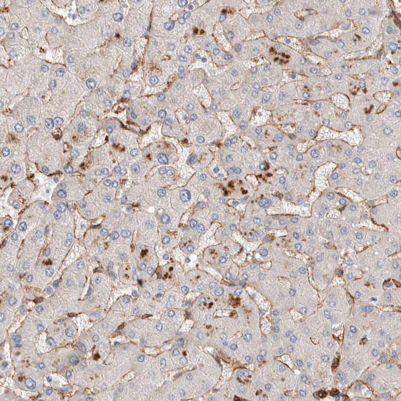 Immunohistochemistry JMJD4 Antibody - BSA Free
