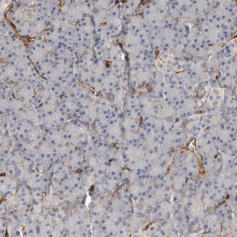 Immunohistochemistry JMJD4 Antibody - BSA Free