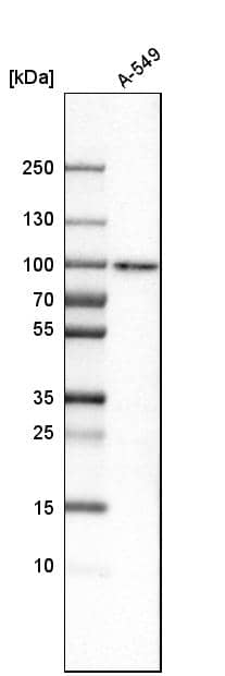 Analysis in human cell line A-549.