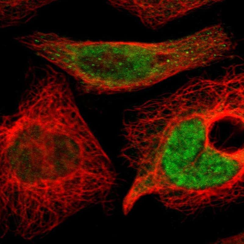 Immunocytochemistry/ Immunofluorescence KANSL1 Antibody - BSA Free