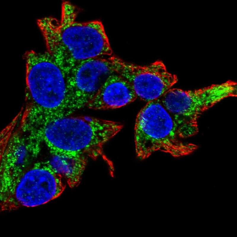 Staining of human cell line Hep G2 shows localization to mitochondria.