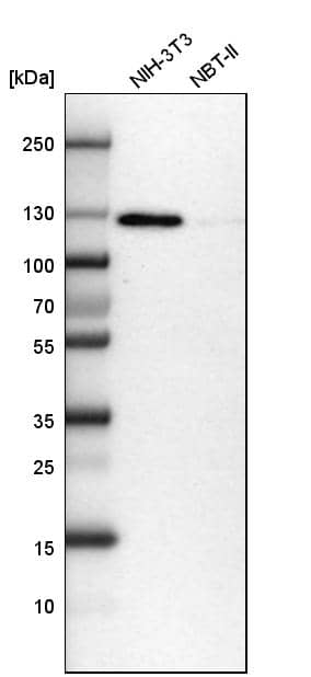 Analysis in mouse cell line NIH-3T3 and rat cell line NBT-II.