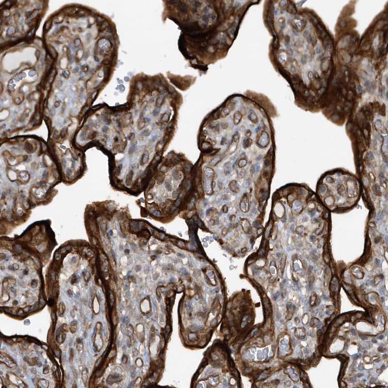 Staining of human placenta shows strong cytoplasmic and membranous positivity in trophoblastic cells.