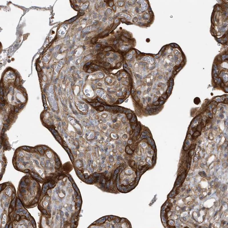 Staining of human placenta shows strong cytoplasmic positivity in trophoblastic cells.