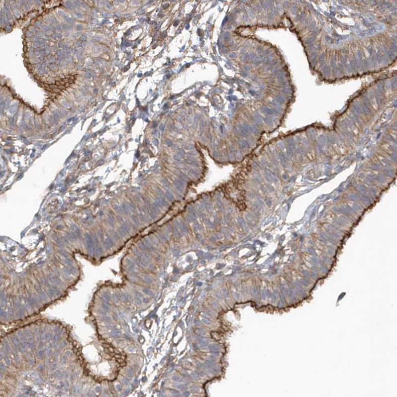 Staining of human fallopian tube shows strong membranous positivity in glandular cells.