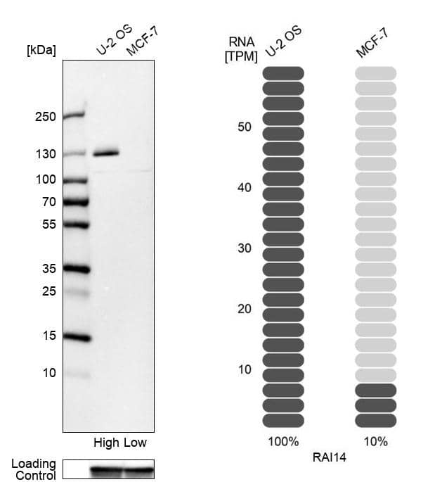 <b>Orthogonal Strategies Validation. </b>Analysis in human cell lines U2OS and MCF-7 using Anti-RAI14 antibody. Corresponding RAI14 RNA-seq data are presented for the same cell lines. Loading control: Anti-GAPDH.