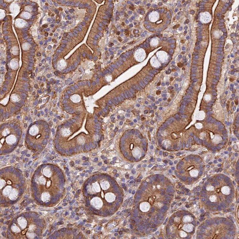 Staining of human duodenum shows strong cytoplasmic positivity in glandular cells.