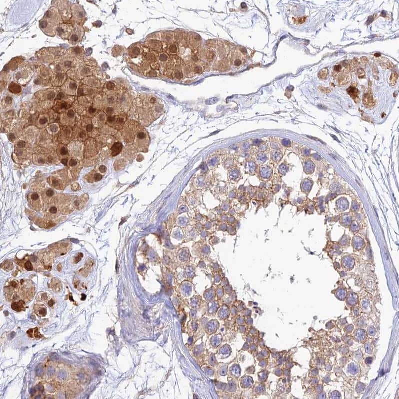 Staining of human testis shows strong cytoplasmic  and membranous positivity in Leydig cells.