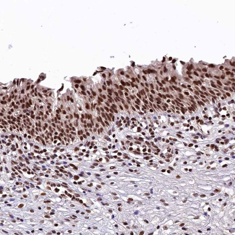 Staining of human urinary bladder shows strong nuclear positivity in urothelial cells.