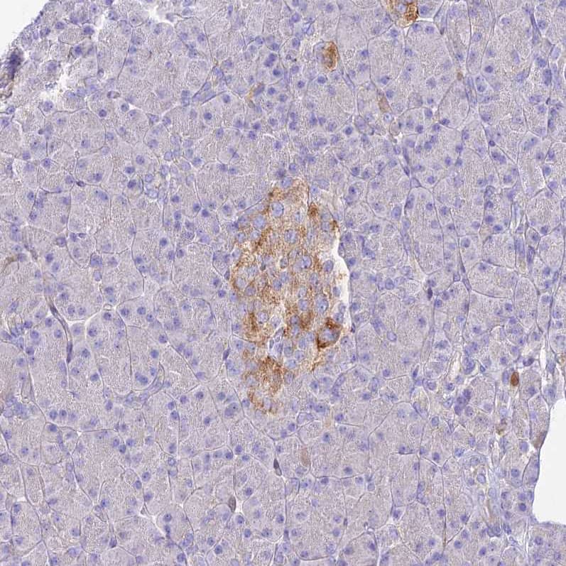 Staining of human pancreas shows strong cytoplasmic positivity in islets of Langerhans.
