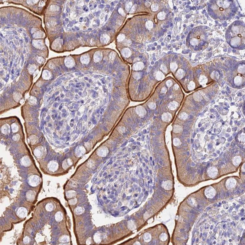 Staining of human small intestine shows strong cytoplasmic positivity in glandular cells.