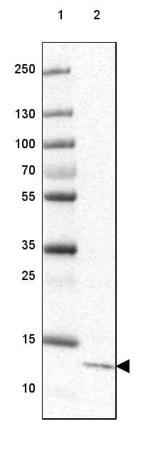 Lane 1: Marker [kDa] 250, 130, 100, 70, 55, 35, 25, 15, 10Lane 2: Human cell line HEK 293