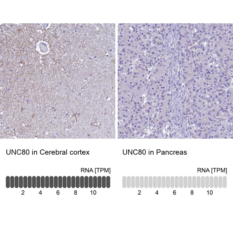 Analysis in human cerebral cortex and pancreas tissues using Anti-UNC80 antibody. Corresponding UNC80 RNA-seq data are presented for the same tissues.