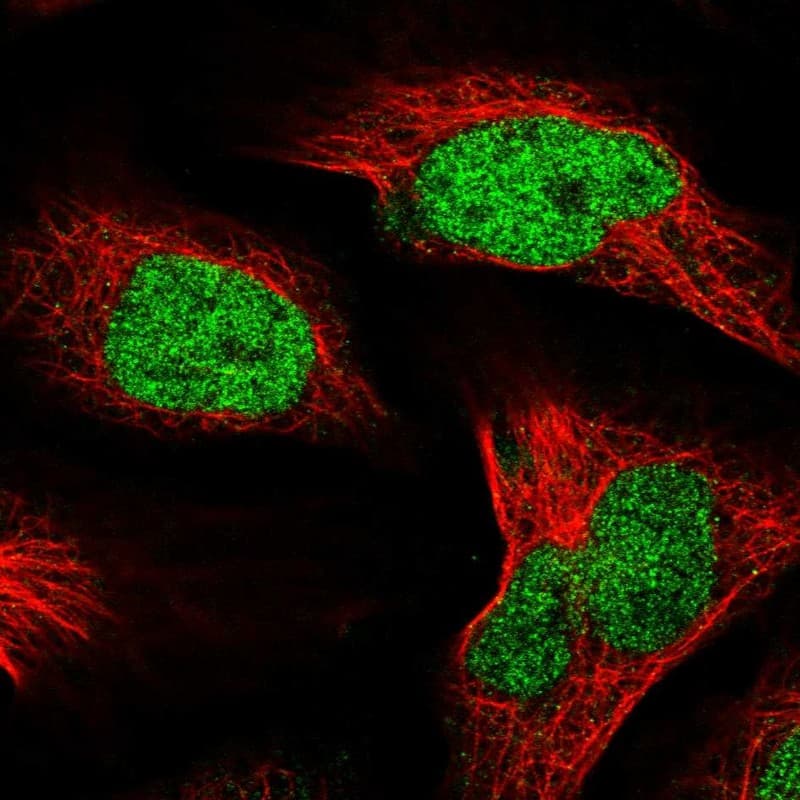 Staining of human cell line U-2 OS shows localization to nucleoplasm.
