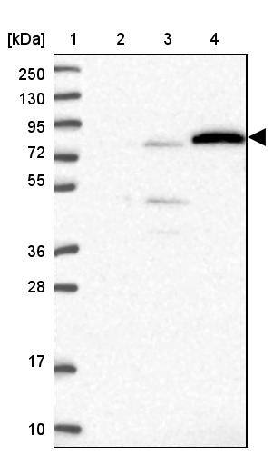 Lane 1: Marker [kDa] 250, 130, 95, 72, 55, 36, 28, 17, 10Lane 2: Human cell line RT-4Lane 3: Human cell line U-251MG spLane 4: Human plasma (IgG/HSA depleted)