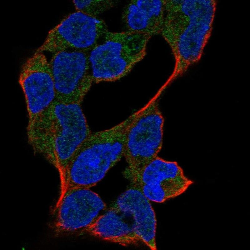 Staining of human cell line HEK 293 shows localization to cytosol.