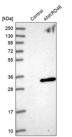 Analysis in control (vector only transfected HEK293T lysate) and ANKRD46 over-expression lysate (Co-expressed with a C-terminal myc-DDK tag (~3.1 kDa) in mammalian HEK293T cells).