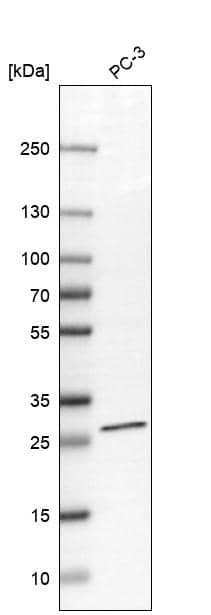 Analysis in human cell line PC-3.