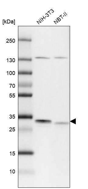 Analysis in mouse cell line NIH-3T3 and rat cell line NBT-II.