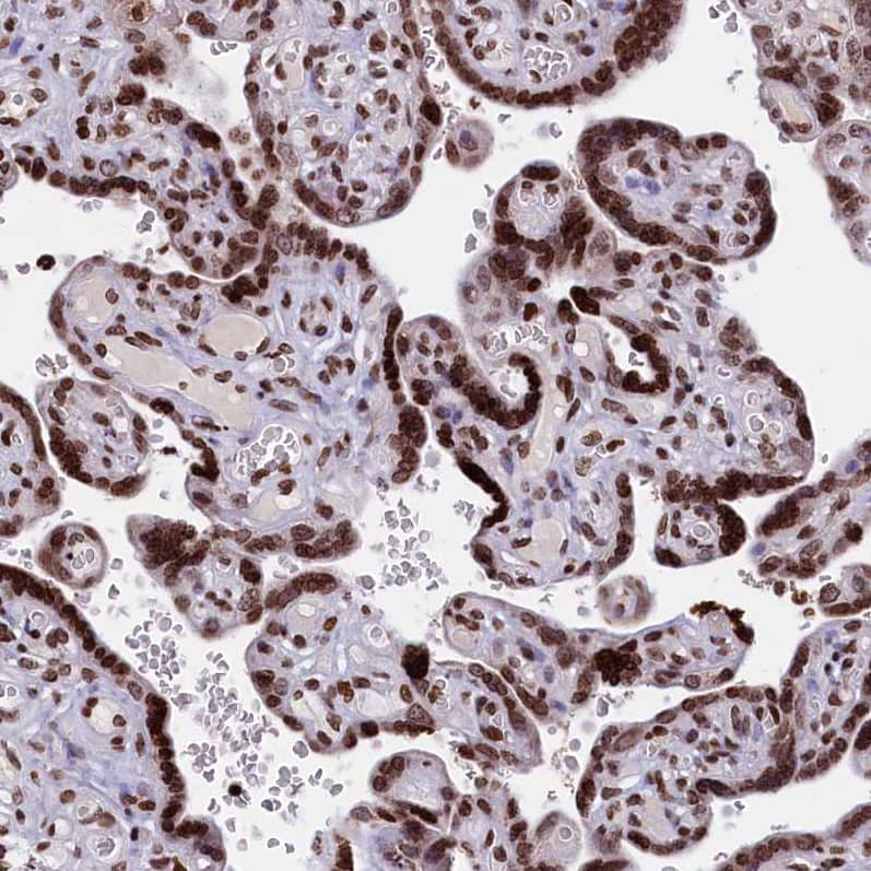 Staining of human placenta shows strong nuclear positivity in trophoblastic cells.