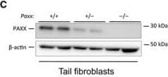 Western Blot: PAXX Antibody [NBP1-94172] - Generation of Paxx−/− mice. (A) Top. Schematic diagram of murine Paxx locus indicating the ATG & STOP sites, & the targeted loci in the promoter region for sgRNA#1 & in exon 2 for sgRNA#2. Bottom. Resulting Paxx−/− locus lacking part of the promoter region, transcription start site, & exon 1. (B) PCR‐based genotyping strategy reveals the Paxx wt allele (965 bp) & Paxx null allele (270 bp). The following samples are presented, from left to right: two Paxx+/+ & two Paxx−/−. (C,D) Western blot analyses using Novus anti‐PAXX immunoglobulins revealed the lack of PAXX protein in Paxx−/− tail fibroblasts, spleen, thymus, liver, & lungs when compared to Paxx+/+ controls & reduction of PAXX protein in Paxx+/− cells. (E) Western blot using Abcam anti‐PAXX immunoglobulins showed no PAXX protein in Paxx−/− & reduction of PAXX protein in Paxx+/− livers compared to Paxx+/+. (F) Analyses of 184 pups born from Paxx+/− parents revealed expected genetic distribution of Paxx+/+ (43), Paxx+/− (89), & Paxx−/− (52) mice, which is close to 1 : 2 : 1 distribution. (G) Body weight of 30‐day‐old Paxx+/+ mice (n = 43) is not distinguishable from Paxx+/− (n = 60, P = 0.9559) & Paxx−/− mice (n = 99, P = 0.9629). Six Ku80−/− mice of the same age were significantly smaller than Paxx+/+, Paxx+/−, & Paxx−/− mice, P < 0.0001. (H) Example of 5‐week‐old mice, Paxx+/+, two Paxx+/−, & Paxx−/−, as indicated. Image collected & cropped by CiteAb from the following publication (//pubmed.ncbi.nlm.nih.gov/29511619), licensed under a CC-BY license. Not internally tested by Novus Biologicals.