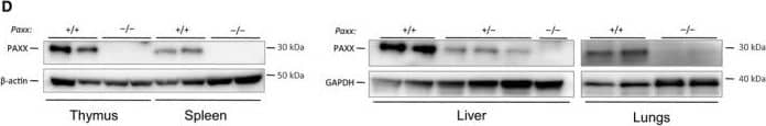 Western Blot: PAXX Antibody [NBP1-94172] - Generation of Paxx−/− mice. (A) Top. Schematic diagram of murine Paxx locus indicating the ATG & STOP sites, & the targeted loci in the promoter region for sgRNA#1 & in exon 2 for sgRNA#2. Bottom. Resulting Paxx−/− locus lacking part of the promoter region, transcription start site, & exon 1. (B) PCR‐based genotyping strategy reveals the Paxx wt allele (965 bp) & Paxx null allele (270 bp). The following samples are presented, from left to right: two Paxx+/+ & two Paxx−/−. (C,D) Western blot analyses using Novus anti‐PAXX immunoglobulins revealed the lack of PAXX protein in Paxx−/− tail fibroblasts, spleen, thymus, liver, & lungs when compared to Paxx+/+ controls & reduction of PAXX protein in Paxx+/− cells. (E) Western blot using Abcam anti‐PAXX immunoglobulins showed no PAXX protein in Paxx−/− & reduction of PAXX protein in Paxx+/− livers compared to Paxx+/+. (F) Analyses of 184 pups born from Paxx+/− parents revealed expected genetic distribution of Paxx+/+ (43), Paxx+/− (89), & Paxx−/− (52) mice, which is close to 1 : 2 : 1 distribution. (G) Body weight of 30‐day‐old Paxx+/+ mice (n = 43) is not distinguishable from Paxx+/− (n = 60, P = 0.9559) & Paxx−/− mice (n = 99, P = 0.9629). Six Ku80−/− mice of the same age were significantly smaller than Paxx+/+, Paxx+/−, & Paxx−/− mice, P < 0.0001. (H) Example of 5‐week‐old mice, Paxx+/+, two Paxx+/−, & Paxx−/−, as indicated. Image collected & cropped by CiteAb from the following publication (//pubmed.ncbi.nlm.nih.gov/29511619), licensed under a CC-BY license. Not internally tested by Novus Biologicals.