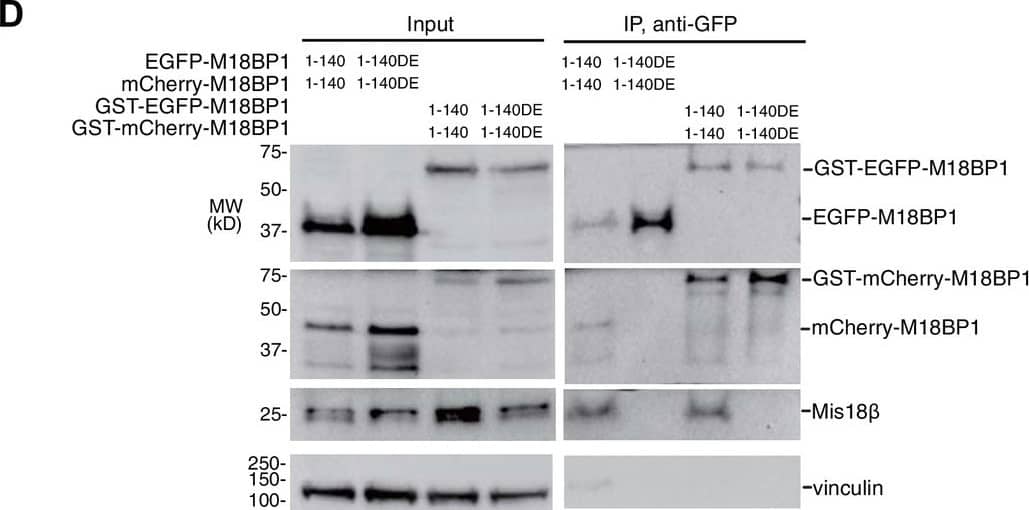 Western Blot: mCherry Antibody (1C51) [NBP1-96752] - Mis18 alpha :Mis18 beta -hexamer mediates dimerization of M18BP1.(A) Analytical SEC results of M18BP11–140-MBP (cyan), M18BP11–228-MBP (red), Mis18 alpha :Mis18 beta :M18BP11–140-MBP (purple), Mis18 alpha :Mis18 beta :M18BP11–228-MBP (green). The elution volumes of thyroglobulin (670 kD), ferritin (440 kD), catalase (240 kD) & ovalbumin (44 kD) are shown as standards. Red lines indicate fractions collected for Tricine–SDS-PAGE analyses. Gels were stained with CBB. (B) Sedimentation velocity AUC results of the same samples used in the analytical SEC experiments (panel A). The best-fit size distributions are shown with the colors indicated in panel A. Data profiles used for curve-fitting analyses are shown in Figure 7—figure supplement 1. (C) Summary table of the results obtained from the AUC experiments of panel B. Sed. coef., sedimentation coefficient; MWobs., observed molecular weight; MWtheo., theoretical molecular weight. (D) Western blot results of co-immunoprecipitation experiments using GFP-Trap_A beads. HeLa CENP-A-SNAP + EGFP-M18BP11–140-P2A-T2A-mCherry-M18BP11–140, EGFP-M18BP11–140/T40D/S110E-P2A-T2A-mCherry-M18BP11–140/T40D/S110E, GST-EGFP-M18BP11–140-P2A-T2A-GST-mCherry-M18BP11–140, or GST-EGFP-M18BP11–140/T40D/S110E-P2A-T2A-GST-mCherry-M18BP11–140/T40D/S110E were analyzed.DOI://dx.doi.org/10.7554/eLife.23352.014Data profiles for AUC experiments.Best-fitting results of the sedimentation velocity AUC data of M18BP11–140-MBP, M18BP11–228-MBP, Mis18 alpha :Mis18 beta :M18BP11–140-MBP, and Mis18 alpha :Mis18 beta :M18BP11–228-MBP. Residuals represent the deviation of the continuous c(s) distribution model from the observed signals. The values of RMSD for data fitting are shown.DOI://dx.doi.org/10.7554/eLife.23352.015 Image collected & cropped by CiteAb from the following publication (//pubmed.ncbi.nlm.nih.gov/28059702), licensed under a CC-BY license. Not internally tested by Novus Biologicals.