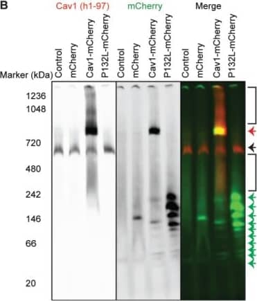 Western Blot: mCherry Antibody (1C51) [NBP1-96752] - The oligomerization state of overexpressed Cav1 varies as a function of its tag. COS-7 cells expressing the indicated constructs were lysed in digitonin & subjected to BN-PAGE followed by western blotting for Cav1 (red) & either GFP, mCherry or myc (green). A) Cells were either left untransfected (‘control’) or transfected with EGFP, Cav1-GFP or P132L-GFP. B) As in (A) except cells were transfected with the indicated mCherry constructs. C) As in (A) except cells were transfected with Cav1-myc or P132L-myc. Figures are representative of two independent experiments. Red arrows indicate the high molecular weight band positive for both tag antibodies & Cav1 antibodies (h1-97 or 2297). Black arrows indicate the high molecular weight band only positive for Cav1 antibodies (h1-97 or 2297). Green arrows indicate the low molecular weight bands only positive for FP tag antibodies. Image collected & cropped by CiteAb from the following publication (//pubmed.ncbi.nlm.nih.gov/25639341), licensed under a CC-BY license. Not internally tested by Novus Biologicals.