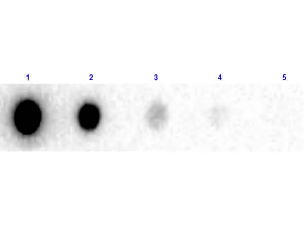 Dot Blot results of Human IgG F(ab)2 Isotype Control [Biotin]. Antigen: Human IgG F(ab)2 Isotype Control [Biotin]. Blot loaded at 3 fold dilution: 1. 100ng, 2. 33.3ng, 3. 11.1ng, 4. 3.70ng, 5. 1.23ng. blocking Buffer for 30 minutes at RT. Secondary Antibody: Streptavidin-HRP 