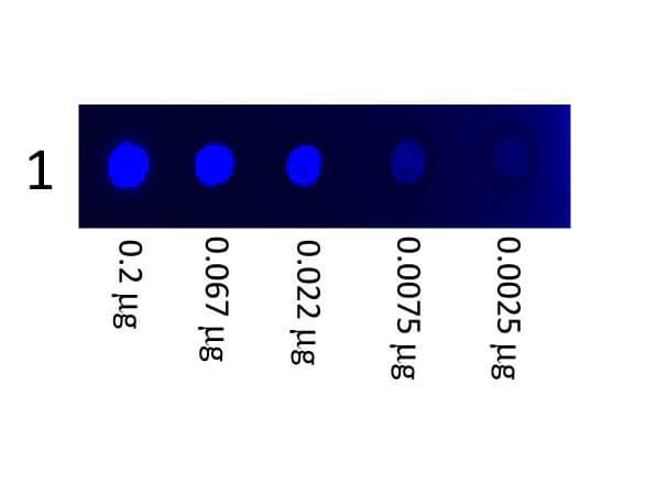 Dot Blot showing the detection Fluorescein conjugated Mouse IgG3 subclass. A three-fold serial dilution of Mouse IgG3 Isotype Control (MG3) [FITC]starting at 200ng was spotted onto 0.45 ?m nitrocellulose and imaged using the Bio-Rad VersaDoc(R) 4000 MP.