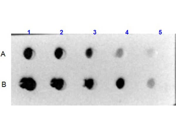 Dot Blot: Collagen VI alpha 1 Native Protein [NBP1-97247] - Dot Blot results using Collagen VI alpha 1 Native Protein. Sample: A) Human Collagen VI, B) Bovine/Human Collagen VI.Load: 1) 1000ng, 2) 333.33ng, 3) 111.11ng, 4) 37.03ng, 5) 12.35ng.Primary Antibody: Rabbit Anti-Collagen VI antibody at 5µg/mL at RT for 1hr. Secondary Antibody: Goat Anti-Rabbit IgG HRP Conjugated 1:40,000 at RT for 30mins. Blocking: BlockOut® Universal Blocking Buffer at RT for 30mins.