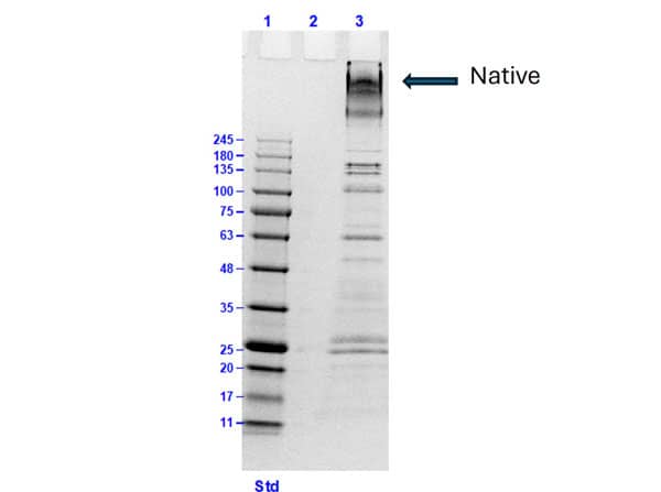SDS-PAGE results of Human Collagen Type VI. Lane: 1) Opal prestain molecular weight marker , 2) blank, 3) Human Collagen Type VI [10µg]. Coomassie stained.