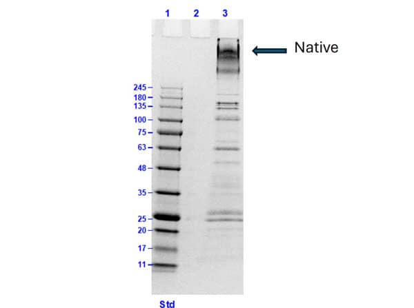 SDS-Page: Collagen VI alpha 1 Native Protein [NBP1-97270] - SDS-PAGE results of Collagen VI alpha 1 Native Protein. Lane: 1) Opal prestain molecular weight marker, 2) blank, 3) Collagen VI alpha 1 Native Protein [10µg]. Coomassie stained.