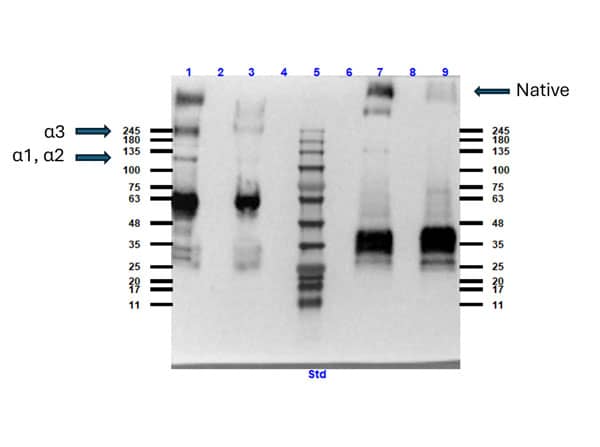 Western Blot: Collagen VI alpha 1 Native Protein [NBP1-97270] - Western blot results using Collagen VI alpha 1 Native Protein. Lane: 1) Human Collagen Type VI reduced and boiled, 3) Human Collagen Type VI reduced and not boiled,5) Opal pre-stained molecular weight marker, 7) Human Collagen Type VI not reduced and boiled, 9) Human Collagen Type VI not reduced and not boiled. Lanes 2, 4, 6, 8 blank. Load: 10µg. Primary Antibody: Collagen VI alpha 1 Native Protein 1:500 overnight at 2-8°C. Secondary Antibody: Goat anti-Rabbit IgG HRP conjugated 1:40,000 at RT for 30mins. Blocking: BlockOut® Universal Blocking Buffer at RT for 1hr.