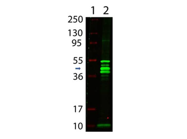 Western Blot showing detection of Maltose Binding Protein (MBP). Lane 1: MW markers. Lane 2: Maltose Binding Protein 