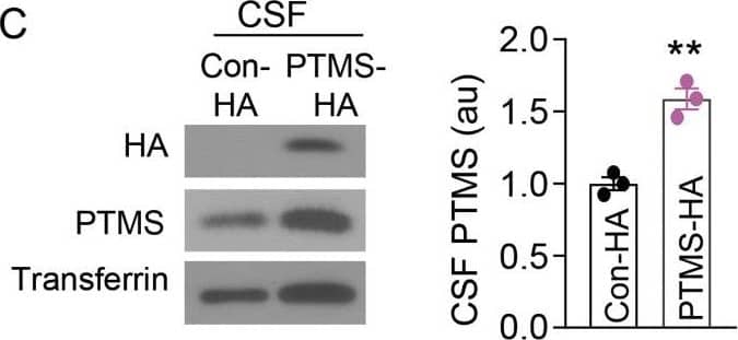 Western Blot: Transferrin Antibody [NBP1-97472] - Transfer of hippocampal/hypothalamic PTMS to other brain regions & the blood.(A, B) 3-mo male C57BL/6 mice were injected with a dose of synapsin promoter-driven PTMS-HA lentivirus in one side of the posterior hypothalamus (A) or both sides of the hippocampus targeting CA1 & dentate gyrus (B). At 2 wk post injection, brain sections were immunostained for HA in the injected regions versus other brain areas. Small arrows pointed to some HA positive cells in transfer brain regions. Scale bar, 100 μm. Additional information of control lentivirus injections are presented in Fig S6. (C, D) 3-mo male C57BL/6 mice received bilateral injections of neuron-specific lentivirus of synapsin promoter-driven PTMS-HA (labelled as “PTMS-HA”) versus Control-HA (labelled as “Con-HA”) in the hippocampus (targeting CA1 & dentate gyrus) & posterior hypothalamus, & at 2-wk post injection, secretion of PTMS-HA to the CSF (C) & the serum (D) was assessed via IP-Western blotting. (C, D) Transferrin blot (C) or Ponceau S staining (D) was used as loading control. **P < 0.01 (two-tailed unpaired t test), n = 3 mice per group; values represent the mean ± SEM. Image collected & cropped by CiteAb from the following publication (//pubmed.ncbi.nlm.nih.gov/33087487), licensed under a CC-BY license. Not internally tested by Novus Biologicals.