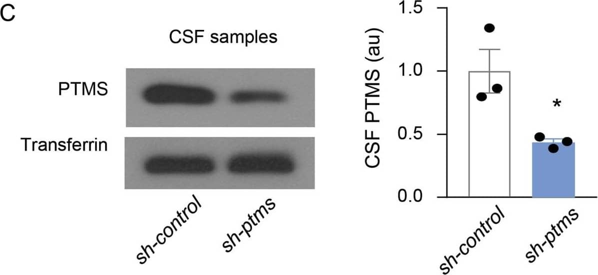 Western Blot: Transferrin Antibody [NBP1-97472] - Contribution of the hypothalamus to PTMS in the CSF.(A) PTMS levels in blood serum versus CSF were detected by immunoprecipitation (IP)-Western blot (left panel), & the band intensities (au, arbitrary unit) were quantified (right panel). Matched IgG was used as a negative control of IP procedure, & Commassie staining was used as a loading control. (B, C) Injection of ptms-shRNA (sh-ptms) or scramble control shRNA (sh-control) lentiviruses into hypothalamic third ventricle of 3-mo male C57BL/6 mice (B), & at 1 mo postinjection, PTMS levels in CSF were measured by Western blot (left panel, transferrin as a loading control) & quantified (right panel). Scale bar, 100 μm. (A, C) *P < 0.05 (two-tailed unpaired t test), n = 4 mice (A) or 3 mice (C) per group; values represent the mean ± SEM. Image collected & cropped by CiteAb from the following publication (//pubmed.ncbi.nlm.nih.gov/33087487), licensed under a CC-BY license. Not internally tested by Novus Biologicals.