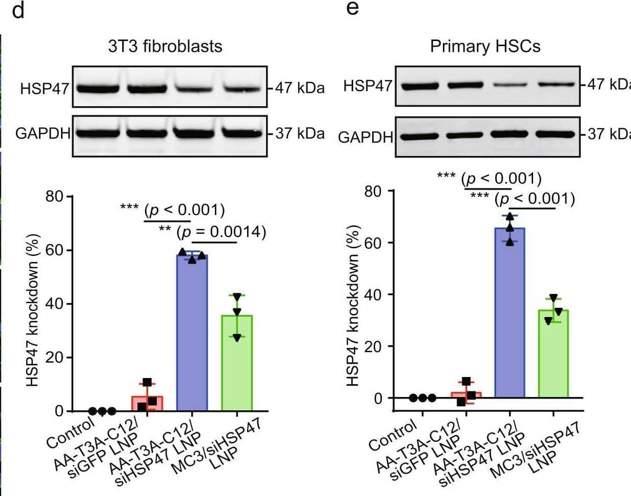 AA-T3A-C12 LNP-mediated GFP and HSP47 knockdown in activated fibroblasts.a GFP knockdown using AA-T3A-C12/siGFP LNP (n = 3/group). Activated 3T3-GFP fibroblasts were treated with AA-T3A-C12/siGFP LNP at the indicated dose for 24 or 48 h. b Flow cytometry analysis of GFP expression after AA-T3A-C12/siGFP LNP treatment for 48 h (representative dataset from n = 3/group). c Immunofluorescence (IF) staining of HSP47 in LNP-treated activated 3T3 fibroblasts. Scale bar: 20 μm. d and e Western blot analysis of HSP47 expression in LNP-treated activated 3T3 fibroblasts and primary HSCs (representative dataset from n = 3/group). GAPDH was used as an internal control. Quantitative analysis was performed using ImageJ software. Data are presented as mean +/- SD (n = 3). **p < 0.01; ***p < 0.001. b, d, e one-way ANOVA with Tukey’s correction. Source data are provided as a Source Data file. Image collected and cropped by CiteAb from the following open publication (//pubmed.ncbi.nlm.nih.gov/36650129), licensed under a CC-BY license. Not internally tested by Novus Biologicals.
