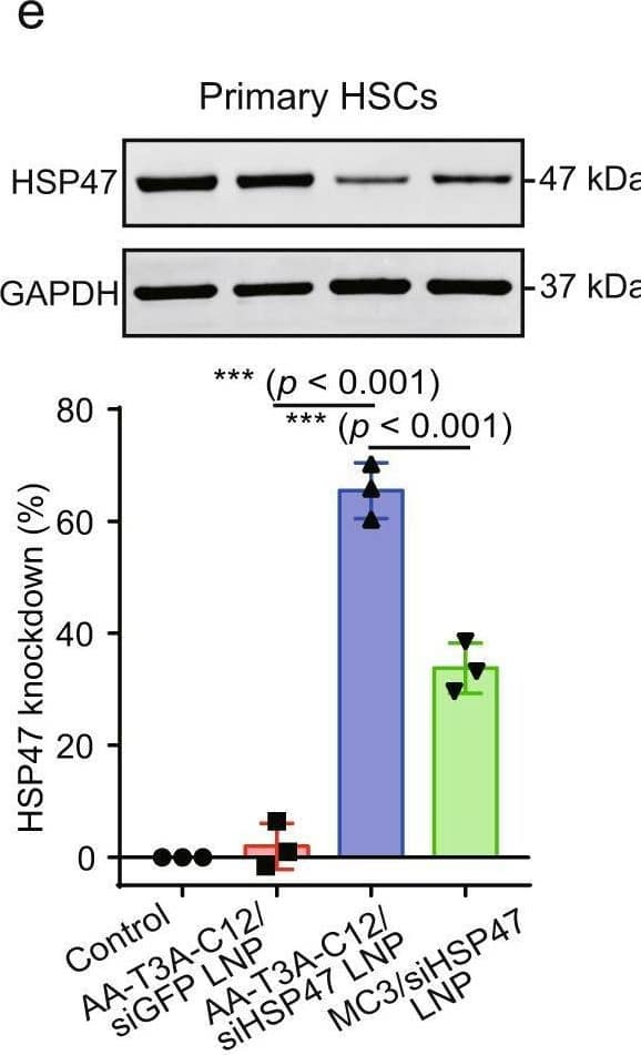 AA-T3A-C12 LNP-mediated GFP and HSP47 knockdown in activated fibroblasts.a GFP knockdown using AA-T3A-C12/siGFP LNP (n = 3/group). Activated 3T3-GFP fibroblasts were treated with AA-T3A-C12/siGFP LNP at the indicated dose for 24 or 48 h. b Flow cytometry analysis of GFP expression after AA-T3A-C12/siGFP LNP treatment for 48 h (representative dataset from n = 3/group). c Immunofluorescence (IF) staining of HSP47 in LNP-treated activated 3T3 fibroblasts. Scale bar: 20 μm. d and e Western blot analysis of HSP47 expression in LNP-treated activated 3T3 fibroblasts and primary HSCs (representative dataset from n = 3/group). GAPDH was used as an internal control. Quantitative analysis was performed using ImageJ software. Data are presented as mean +/- SD (n = 3). **p < 0.01; ***p < 0.001. b, d, e one-way ANOVA with Tukey’s correction. Source data are provided as a Source Data file. Image collected and cropped by CiteAb from the following open publication (//pubmed.ncbi.nlm.nih.gov/36650129), licensed under a CC-BY license. Not internally tested by Novus Biologicals.