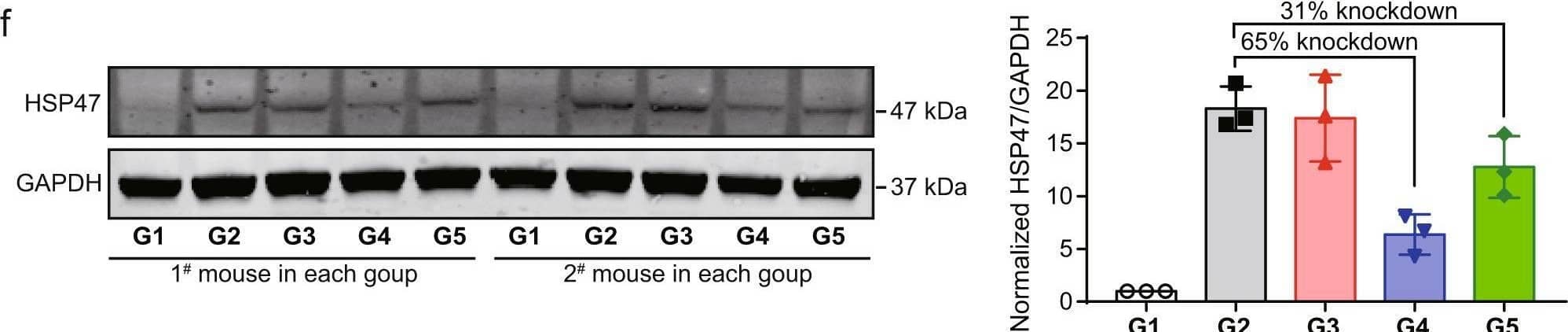 Biodistribution and HSP47 silencing activity of LNPs in fibrotic mice.a Ex vivo fluorescence imaging and signal quantification of major organs from PBS, AA-T3A-C12 LNP/Cy5-siRNA or MC3 LNP/Cy5-siRNA treated fibrotic mice (representative dataset from n = 3/group). b Scheme of CCl4 and LNP treatment. Mice received intraperitoneal (i.p.) injections of 20% CCl4 (0.7 μl/g) in corn oil twice a week for 4 weeks. LNPs were intravenously (i.v.) administered at a siRNA dose of 5 μg/mouse twice weekly for 2 weeks. c Body weight changes of mice over time during the experiment (n = 5/group). d Body weight at the end of the experiment (n = 5/group). e IF staining of HSP47 in liver sections (representative dataset from n = 5/group). Arrows indicate central veins. Quantitative analysis was performed using ImageJ software (n = 5/group). Scale bar: 100 μm. f Western blot analysis of HSP47 expression in liver lysates (representative dataset from n = 3/group). GAPDH was used as an internal control. Representative images for two sets of mouse liver samples are shown. Quantitative analysis was performed using ImageJ software (n = 3/group). Data are presented as mean +/- SD. G1, healthy mice; G2, PBS-treated fibrotic mice; G3, AA-T3A-C12/siGFP LNP-treated fibrotic mice; G4, AA-T3A-C12/siHSP47 LNP-treated fibrotic mice; G5, MC3/siHSP47 LNP-treated fibrotic mice. ns, not significant; *p < 0.05; **p < 0.01; ***p < 0.001. a, d, e one-way ANOVA with Tukey’s correction. Source data are provided as a Source Data file. Image collected and cropped by CiteAb from the following open publication (//pubmed.ncbi.nlm.nih.gov/36650129), licensed under a CC-BY license. Not internally tested by Novus Biologicals.