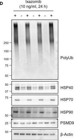 Ixazomib increases heat-shock proteins (HSPs) in mouse Schwann cellsImmortalized mouse Schwann cells treated with either 10 μg/mL Ixazomib (Ixa) or dimethyl sulfoxide (DMSO) for 24 h were subjected to isobaric tags for relative and absolute quantitation-mass spectrometry (iTRAQ-MS) proteomics.(A) Overview of the 66 significantly changed proteins (false discovery rate [FDR]-corrected p 1.0-fold are highlighted in red (up-regulated) or blue (down-regulated), with the dotted lines representing the boundary for identification.(D) Immunoblotting analyses using antibodies against poly-ubiquitin (polyUb), HSP40, HSP70, HSP90, and proteasome modulator 9 (PSMD9).(E) Quantification of relative protein amounts in (D).  beta -Actin was used for internal control. Unpaired t test. Data are represented As means +/- SEM. ns, not significant, ∗p < 0.05, ∗∗p < 0.01, N = 3 for untreated (DMSO), and 4 for Ixazomib. Image collected and cropped by CiteAb from the following open publication (//linkinghub.elsevier.com/retrieve/pii/S258900422301074X), licensed under a CC-BY license. Not internally tested by Novus Biologicals.