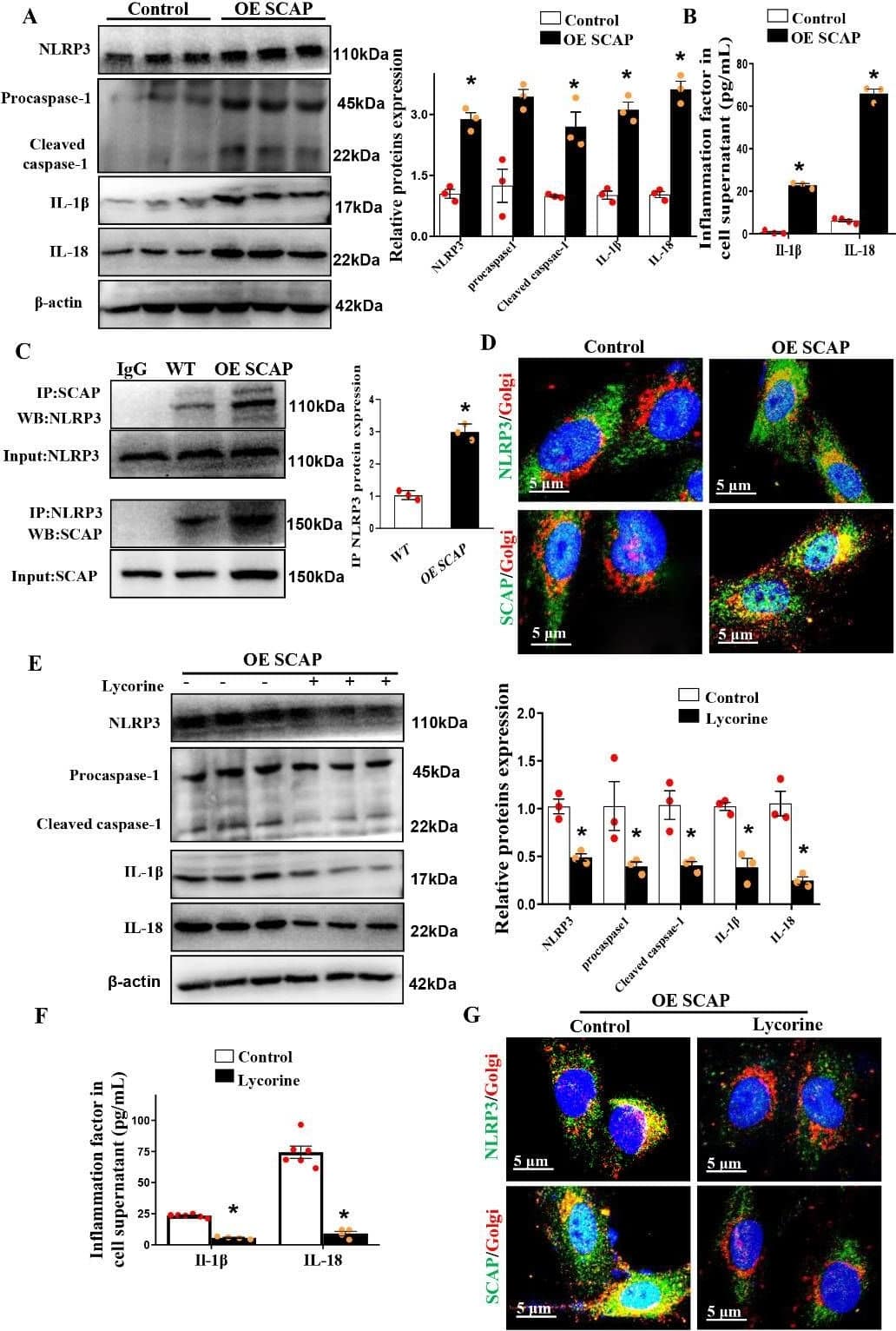 Western Blot: NLRP3/NALP3 Antibody (Nalpy3-b) - BSA Free [NBP1-97601] - Sterol-resistant SCAP overexpression induces the activation of NLRP3 in?ammasomes in VSMCs. (A) Representative immunoblots for NLRP3, Procaspase-1, cleaved caspase-1, IL-1 beta , & IL-18 in SCAP-overexpressing VSMCs. (B) Expression of IL-1 beta  & IL-18 in VSMC supernatants as measured by ELISA. (C) Immunoblotting of immunoprecipitation with anti-SCAP or anti-NLRP3 in SCAP-overexpressing VSMCs. (D) Representative images of immuno?uorescence staining of NLRP3 (green) or SCAP (green) with Golgi(red) in control & SCAP-overexpressing VSMCs. (E) Representative immunoblot for NLRP3, Pro-caspase-1, cleaved caspase-1, IL-1 beta , & IL-18 in SCAP-overexpressing VSMCs treated with lycorine for 4 h. (F) Expression of IL-1 beta  & IL-18 in VSMC supernatants as measured by ELISA. (G) Representative images of the immuno?uorescence staining of NLRP3 (green) or SCAP (green) with Golgi (red) in SCAP VSMCs after treatment with lycorine for 4 h. The data are presented as the means±SD of 3 independent experiments. *P<0.05, vs the control group. Statistical significance was calculated for to the biological replicates by 2-tailed Student’s t test. Image collected & cropped by CiteAb from the following publication (//pubmed.ncbi.nlm.nih.gov/34094640), licensed under a CC-BY license. Not internally tested by Novus Biologicals.